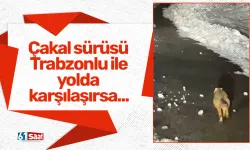 Çakal sürüsü Trabzonlu ile yolda karşılaşırsa...