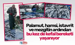 Palamut, hamsi, istavrit ve mezgitin ardından bu kez de kefal bereketi yaşanıyor