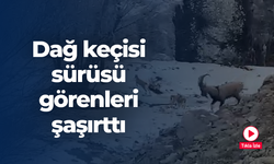 Dağ keçisi sürüsü görenleri şaşırttı