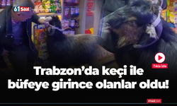 Trabzon’da keçi ile büfeye girince olanlar oldu!