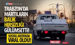 Trabzon'da martıların, hareket halindeki araçtan balık hırsızlığı gülümsetti!