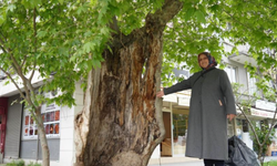 Dış kabuğunun üstünde duran asırlık çınar ağacı görenleri şaşkına çeviriyor!