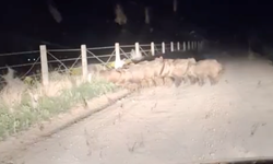 Domuz sürüsü tarlaya girdi, çiftçiye büyük zarar...