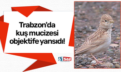 Trabzon'da kuş mucizesi objektife yansıdı!