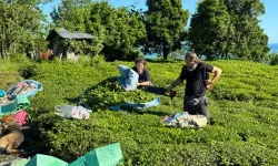 Trabzon'da 2025 yaş çay sezonu heyecanı!