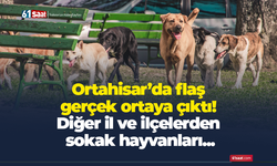 Ortahisar’da flaş gerçek ortaya çıktı! Diğer il ve ilçelerden sokak hayvanları...