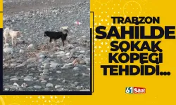 Trabzon sahilde sokak köpeği tehdidi...