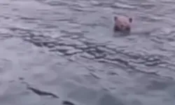 Sinop'ta baraj gölünde yüzen ayı görüntülendi