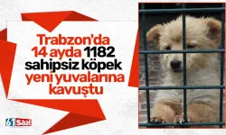 Trabzon'da 14 ayda 1182 sahipsiz köpek yeni yuvalarına kavuştu