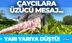 Çaycılara üzücü mesaj! Yarı yarıya düştü...