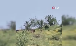Kurban kokusunu alan Kurt merkeze indi!