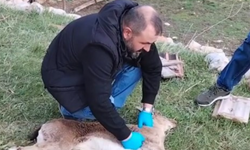 Gümüşhane’de baygın bulunan yaban keçisi kalp masajıyla hayata döndürüldü