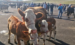Bayburt’ta şap alarmı: 14 köy ve 4 mahalle karantinaya alındı!