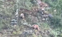 Gümüşhane’de köye inen ayılar böyle görüntülendi