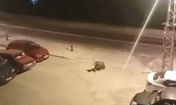 Borçka ilçe merkezine inen ayılar cadde ve sokaklarda dolaştı
