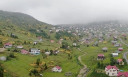 Karadeniz'de ağaç sınırı daha yukarı kayıyor!