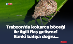 Trabzon'da kokarca böceği ile ilgili flaş gelişme! Sanki batıya doğru...