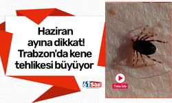 Haziran ayına dikkat! Trabzon'da kene tehlikesi büyüyor