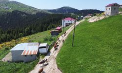 Karadeniz’de türkülü manili renkli yayla göçü