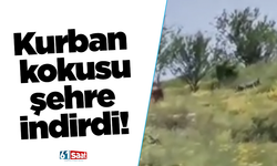 Kurban kokusu şehre indirdi!