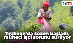 Trabzon'da sezon başladı, mülteci işçi sorunu sürüyor