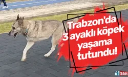 Trabzon'da 3 ayaklı köpek yaşama tutundu!