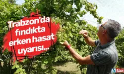 Trabzon'da fındıkta erken hasat uyarısı...