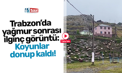 Trabzon’da  yağmur sonrası  ilginç görüntü:  Koyunlar  donup kaldı!