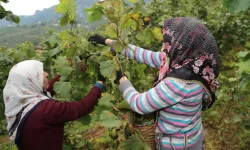 Giresun’da fındık işçisinin günlük yevmiyesi  886 lira oldu