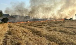 Samsun'da  anız yangını  çıktı