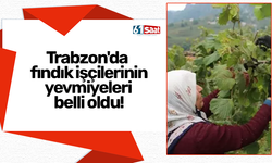 Trabzon'da fındık işçilerinin yevmiyeleri belli oldu!
