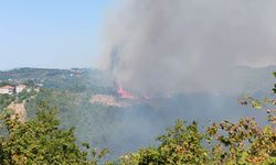 Alaplı'da ormanlık alanda yangın