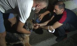 Bursa'daki yangından etkilenen hayvanlar böyle kurtarıldı