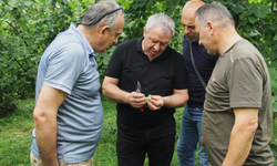 Trabzon’da 2025 fındık rekoltesi için çotanak sayımı başladı!