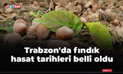 Trabzon'da fındık hasat tarihleri belli oldu