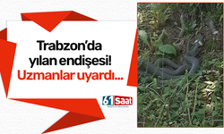 Trabzon’da yılan endişesi! Uzmanlar uyardı...
