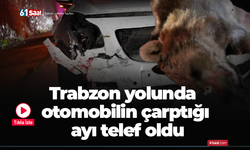 Trabzon yolunda otomobilin çarptığı ayı telef oldu