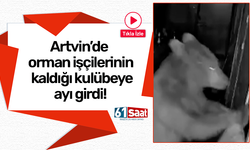 Artvin’de orman işçilerinin kaldığı kulübeye ayı girdi!