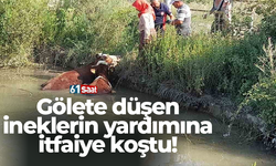 Gölete düşen ineklerin yardımına itfaiye koştu!