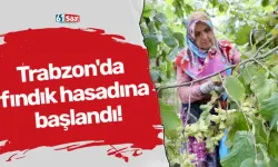 Trabzon'da fındık hasadına başlandı!