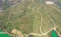 İzmir’de 5 yıl önce yanan orman, milyonlarca fidanla yeniden hayat buldu