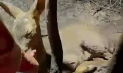 Yangın bölgesinde yaralı ceylana elleriyle su verdi...