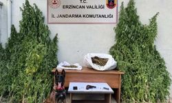 Jandarmadan kenevir operasyonu...