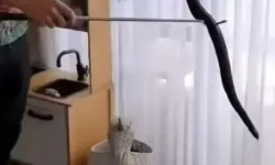 Avustralya’da oyuncak sepetinden zehirli yılan çıktı