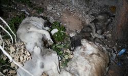 Barınak olayının ardından ormanlık alanda ölü köpekler bulundu