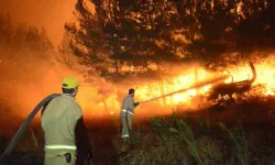 Yangında binlerce hektar orman alanı  zarar gördü