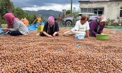 Üreticilerin fındık kurutma mesaisi başladı