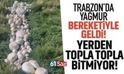 Trabzon'da yağmur bereketiyle geldi! Yerden topla topla bitmiyor...