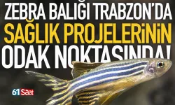 Zebra balığı, Trabzon’daki sağlık projelerinin odak noktasında