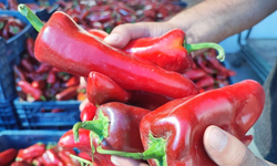 Pazarlarda salçalık biber hareketliliği